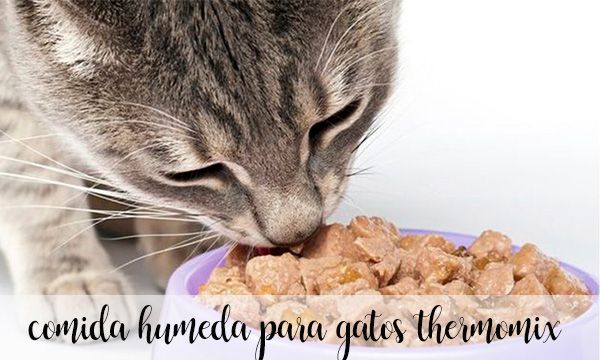 Cat food with Thermomix