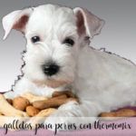 Dog biscuits with Thermomix